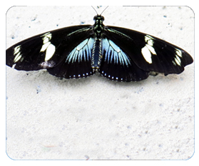 Papillons en Fête 2014